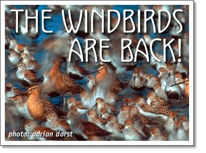 tofino birding - the windbirds are back!