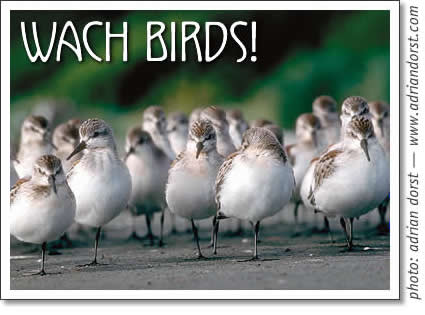 tofino birding - watch birds