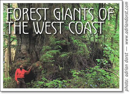 tofino rainforest - forest giants of the west coast