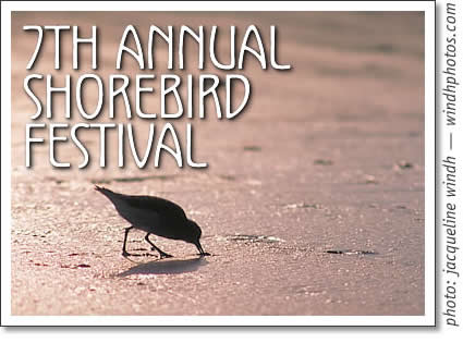 7th annual tofino shorebird festival