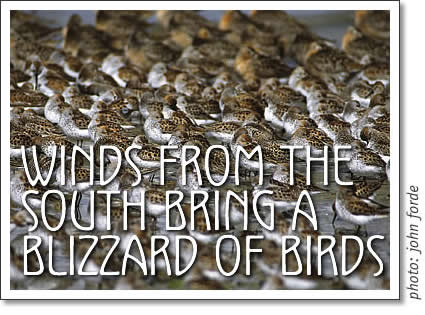tofino shorebirds - winds from the south bring a blizzard of birds
