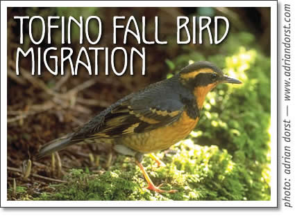 tofino birdwatching - tofino fall bird migration
