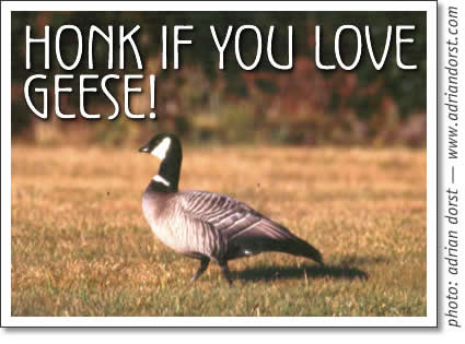 tofino birding - the cackling goose
