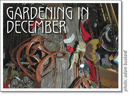 tofino gardening in december
