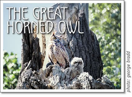 tofino birding - the great horned owl