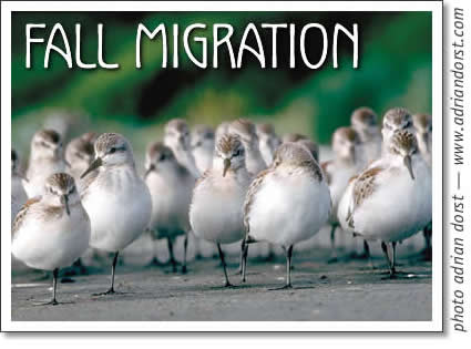 tofino birding - fall migration