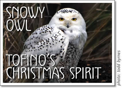 tofino christmas spirit - the snowy owl on chesterman beach