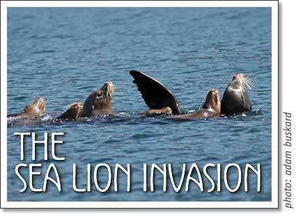 tofino wildlife - the sea lion invasion