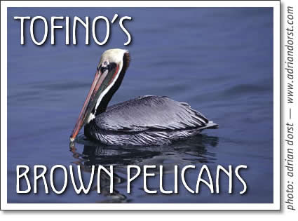 tofino birding - brown pelicans in tofino