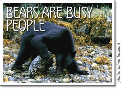 tofino bears - bears are busy people