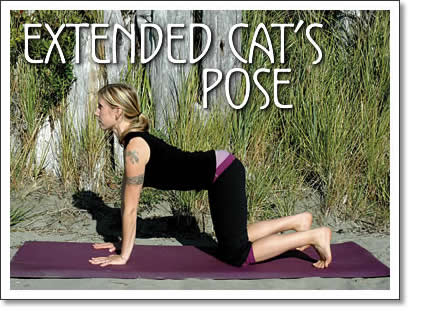 tofino yoga - extended cat's pose