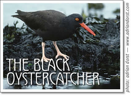 tofino birdwatching - the black oystercatcher