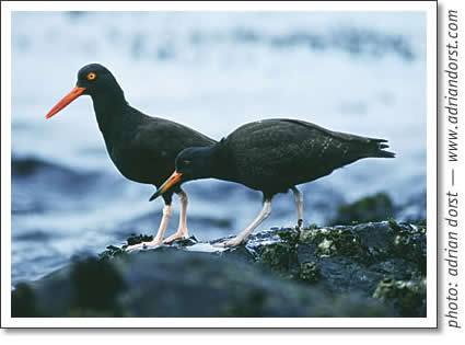 black oystercatcher and it's chick on teh tofino mudflats