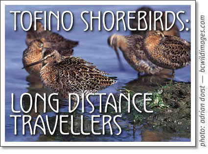 tofino shorebirds - the long distance travellers