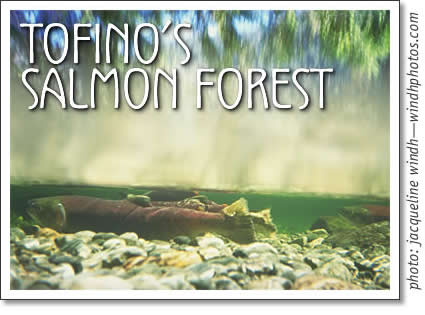 tofino salmon forest