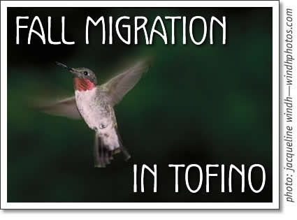 tofino fall migration