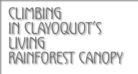 climbing in clayoquot's living rainforest canopy