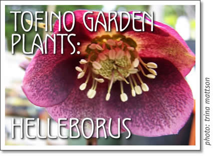 tofino garden plants - helleborus