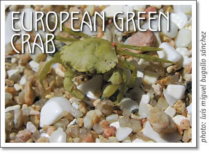 european green crab - carcinus maenas