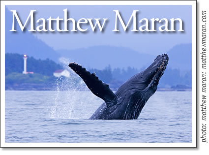 a humpback whale breaches - photo by matt maran