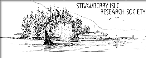 tofino whale research - strawberry isle research society
